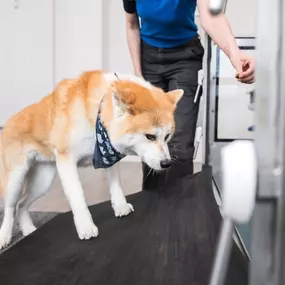 Bild von Tierphysiotherapie Berlin, Physiotherapie für Hunde und Katzen Uwe Lenk