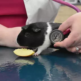 Exotic animal getting treatment at CityVet | Brushy Creek