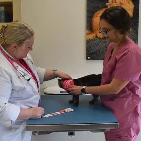 Dr. Sarah Vigil and associate examining a kitten