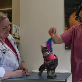 Dr. Sarah Vigil and associate playing with a kitten