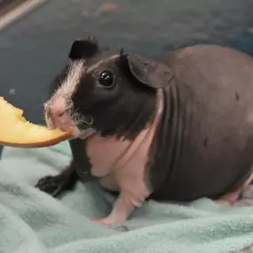 Exotic animal getting treatment at CityVet | Brushy Creek