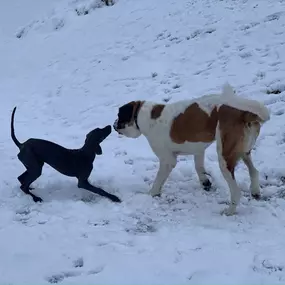 Bild von Mensch Hund Coaching / Hundetrainerin Katrin Hoffmann-Engel