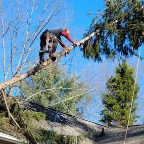 Bild von Eastern Forestry & Tree Service, Inc.