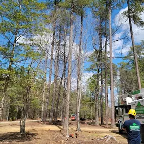 Bild von Eastern Forestry & Tree Service, Inc.