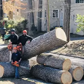 Bild von Eastern Forestry & Tree Service, Inc.