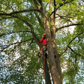 Bild von Eastern Forestry & Tree Service, Inc.
