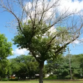 Tree Care Rapid City, SD