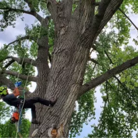 Tree Removal Rapid City, SD