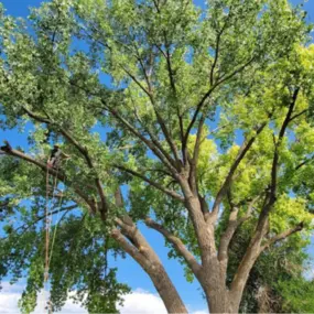 Tree Trimming & Pruning Rapid City, SD