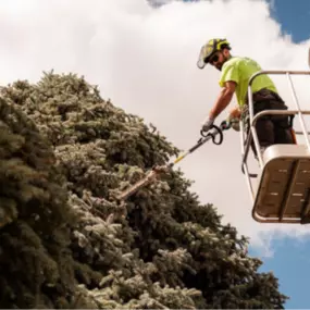 Tree Trimming & Pruning in Rapid City, SD