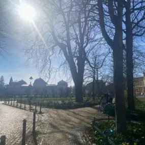 Ein grüner Park mit majestätischen Bäumen und umliegenden Gebäuden bietet eine ruhige Umgebung nahe der Osteopathie-Praxis am Schloss Bonn.