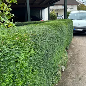 Bild von MEFA Garten- & Baumpflege