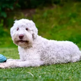 Bild von Australian Labradoodle Zucht Radius