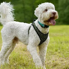 Bild von Australian Labradoodle Zucht Radius