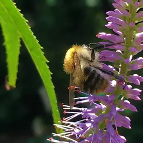 Schwimmteich & Gartengestaltung Matheis KG - es summt im Garten