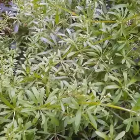 Bild von Wise Herbal Remedies