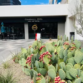 The front entrance of Cranberry Hills Eatery & Catering in Phoenix, AZ, is surrounded by a vibrant cactus garden, highlighting its local charm and welcoming atmosphere.