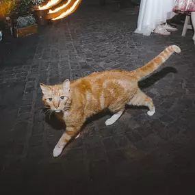 Bild von Liebesbande Fotografie