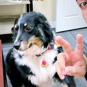 Bring Your Pet to Work Day is one of our favorites around here. While the dogs may be stealing the spotlight, our team is here to help you explore insurance options that fit your needs. Stop by and see us.