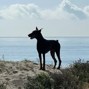 Bild von Noé Montoya Adiestramiento y Educación Canina Barcelona