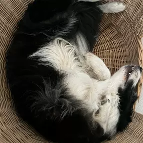 Bild von Noé Montoya Adiestramiento y Educación Canina Barcelona