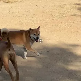 Bild von Noé Montoya Adiestramiento y Educación Canina Barcelona