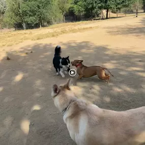 Bild von Noé Montoya Adiestramiento y Educación Canina Barcelona