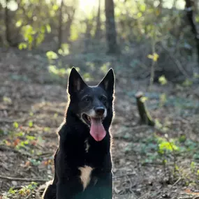 Bild von Noé Montoya Adiestramiento y Educación Canina Barcelona