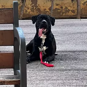 Bild von Noé Montoya Adiestramiento y Educación Canina Barcelona