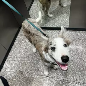 Bild von Noé Montoya Adiestramiento y Educación Canina Barcelona