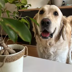 Bild von Noé Montoya Adiestramiento y Educación Canina Barcelona