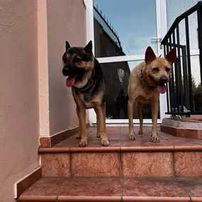 Bild von Noé Montoya Adiestramiento y Educación Canina Barcelona