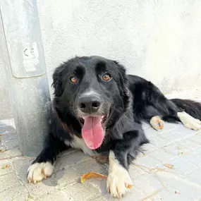 Bild von Noé Montoya Adiestramiento y Educación Canina Barcelona