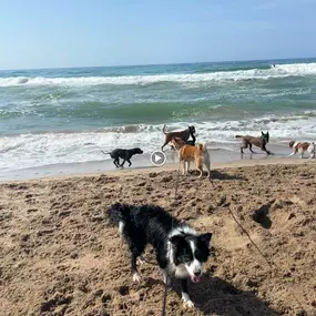 Bild von Noé Montoya Adiestramiento y Educación Canina Barcelona