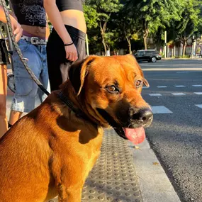 Bild von Noé Montoya Adiestramiento y Educación Canina Barcelona