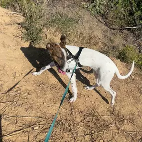 Bild von Noé Montoya Adiestramiento y Educación Canina Barcelona