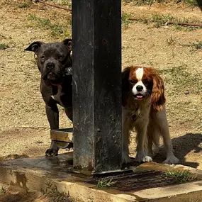 Bild von Noé Montoya Adiestramiento y Educación Canina Barcelona