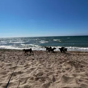 Bild von Noé Montoya Adiestramiento y Educación Canina Barcelona