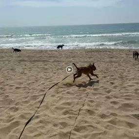 Bild von Noé Montoya Adiestramiento y Educación Canina Barcelona