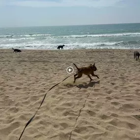 Bild von Noé Montoya Adiestramiento y Educación Canina Barcelona