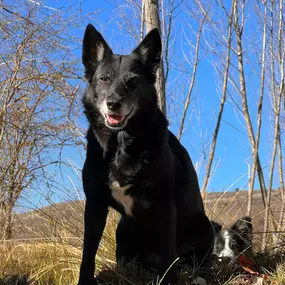 Bild von Noé Montoya Adiestramiento y Educación Canina Barcelona