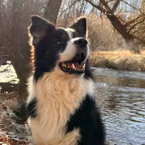 Bild von Noé Montoya Adiestramiento y Educación Canina Barcelona