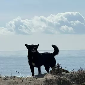 Bild von Noé Montoya Adiestramiento y Educación Canina Barcelona