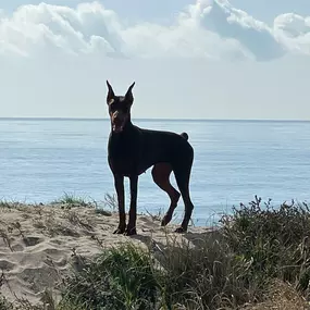 Bild von Noé Montoya Adiestramiento y Educación Canina Barcelona