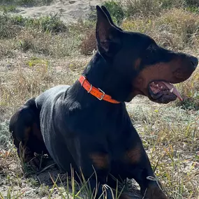 Bild von Noé Montoya Adiestramiento y Educación Canina Barcelona