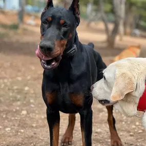 Bild von Noé Montoya Adiestramiento y Educación Canina Barcelona