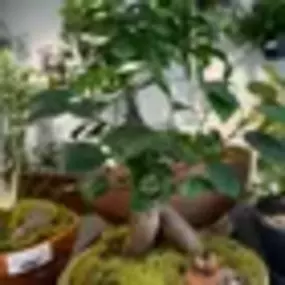 Bild von Botany Houseplant Shop