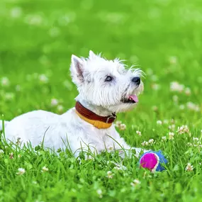 You and your pup will love playing fetch at the community dog park!