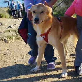 Bild von L'instruction Canine 66 - Education Canine et comportementaliste canin à domicile Perpignan et Pyrénées - Orientales