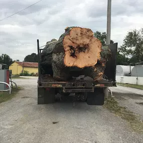 Bild von Michael's Tree Service & Stump Removal